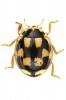 Propylea quatuordecimpunctata - slunéčko čtrnáctitečné