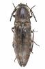 Actenicerus siaelandicus - kovařík mlhový
