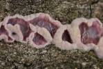 Chondrostereum purpureum - Silverleaf Fungus