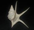 Aporrhais pesgallinae