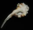 Ranularia exilis
