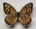 Hipparchia hansii