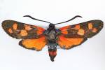 Zygaena ephialtes