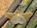 Agriopis aurantiaria - tmavoskvrnáč zlatavý