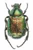 Gnorimus nobilis nobilis