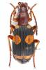 Pheropsophus catoirei