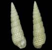 Bittium simplex