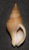 Afrocominella capensis