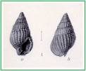 Nassarius idyllius