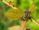 Lestiphorus bicinctus - zebřík dvojpásý