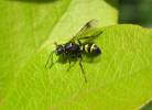Lestiphorus bicinctus - zebřík dvojpásý