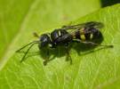 Lestiphorus bicinctus - zebřík dvojpásý