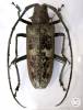 Batocera gerstaeckerii