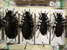 Carabus arboreus