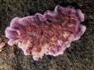 Chondrostereum purpureum - Silverleaf Fungus