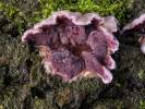 Chondrostereum purpureum - Silverleaf Fungus