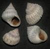 Cenchritis muricatus - plážovka korálková