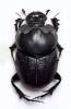 Euonthophagus amyntas subviolaceus