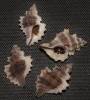 Eupleura nitida