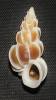 Gyroscala lamellosa - Lamellose Wentletrap