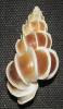 Gyroscala lamellosa - Lamellose Wentletrap