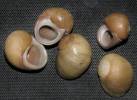 Littorina obtusata - plážovka tupá