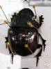 Heliocopris bucephalus