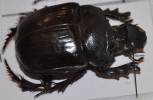 Heliocopris japetus
