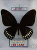 Papilio castor mahadeva