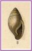 Streptostyla viridula