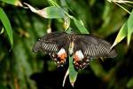 Papilio memnon agenor f. distantianus