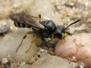 Cerceris quadrifasciata
