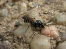 Cerceris quadrifasciata