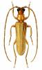 Doesus telephoroides