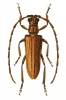 Philus antennatus