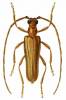 Mantitheus pekinensis