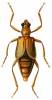 Mantitheus pekinensis