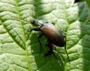 Poecilus versicolor