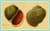 Pomacea pomum
