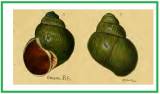 Lanistes ovum