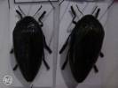 Sternocera iris