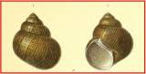 Lanistes olivaceus