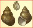 Lanistes ambiguus