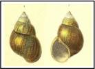 Lanistes pyramidalis