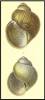 Lanistes ellipticus