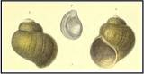 Lanistes jouberti