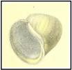 Lanistes nyassanus