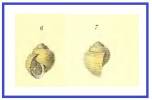 Lanistes ciliatus