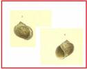 Lanistes farleri