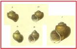 Lanistes congicus